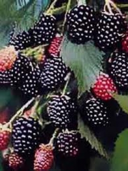 Brombeere 'Black Satin'