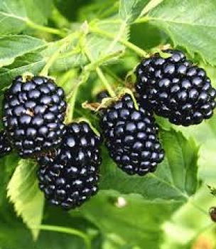 Brombeere 'Navaho' Co